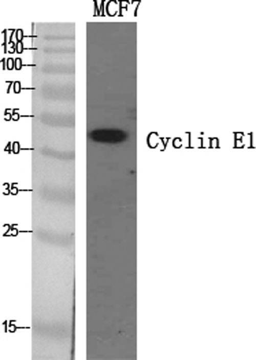 Western Blot analysis of MCF7 cells using Cyclin E1 Polyclonal Antibody at dilution of 1:500.