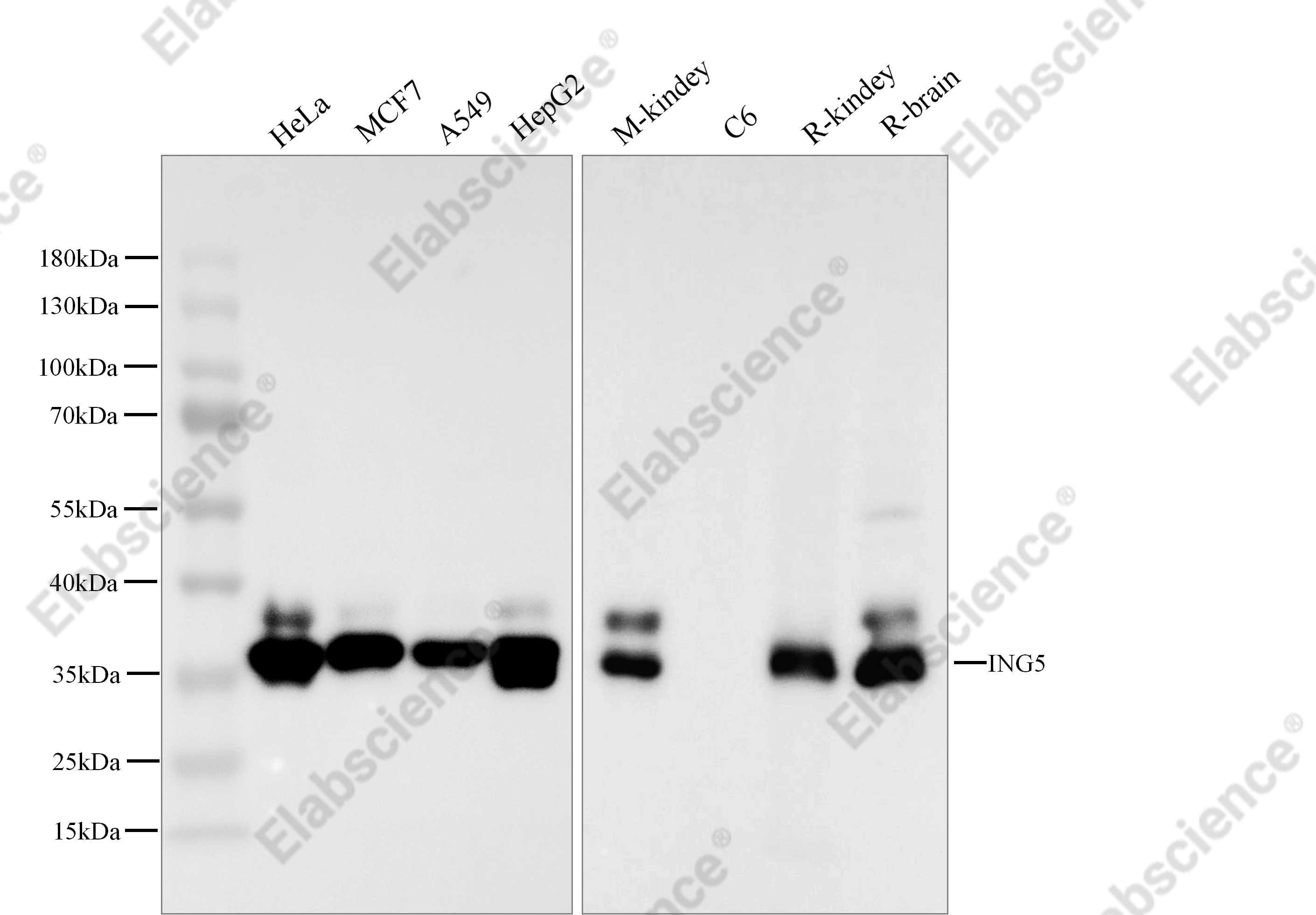 Recombinant ING5 Monoclonal Antibody - 1