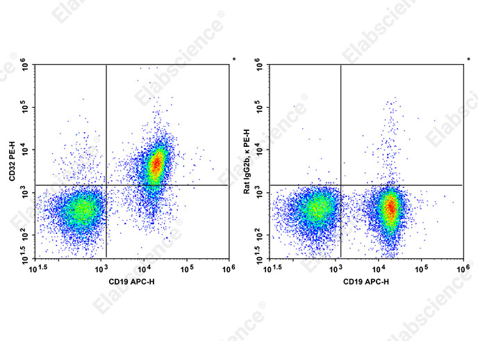 PE Anti-Mouse CD32 Antibody[S17012B]-1