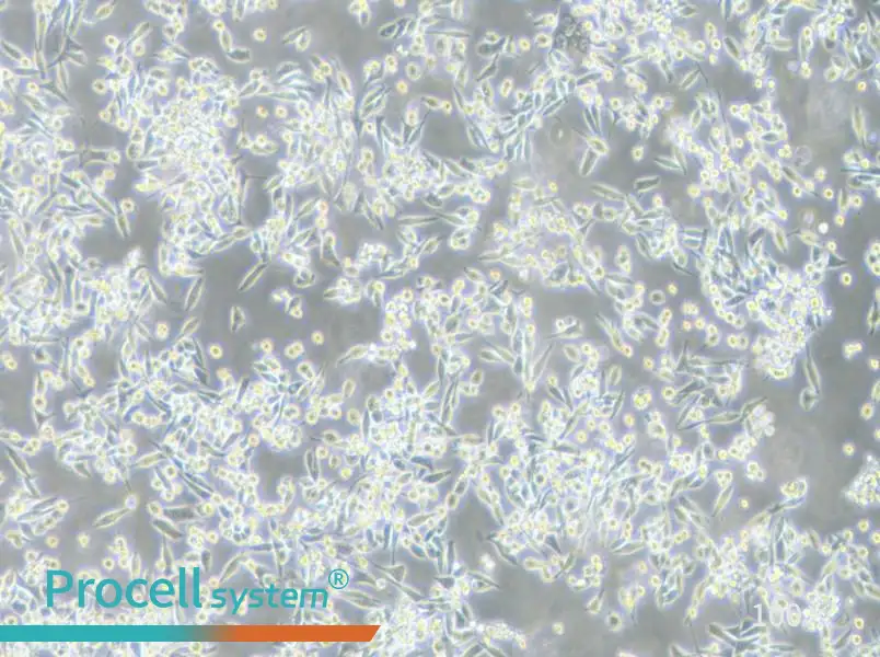MKN-45 Cell Complete Medium - 1