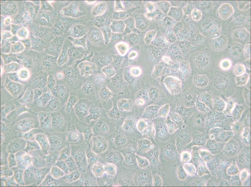 NCI-H661 Cell Complete Medium - small - 4