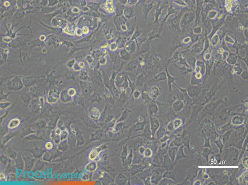 Mouse Chondrocyte Complete Medium - small - 6