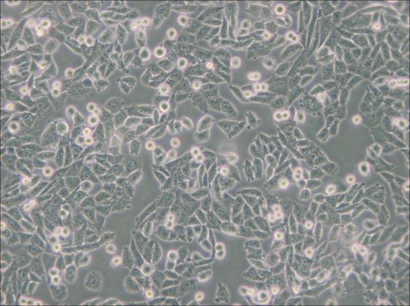 CHO Cell Complete Medium - small - 5