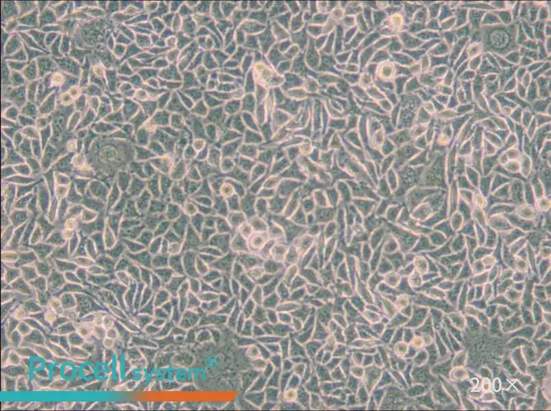 B82 Cell Complete Medium - 4