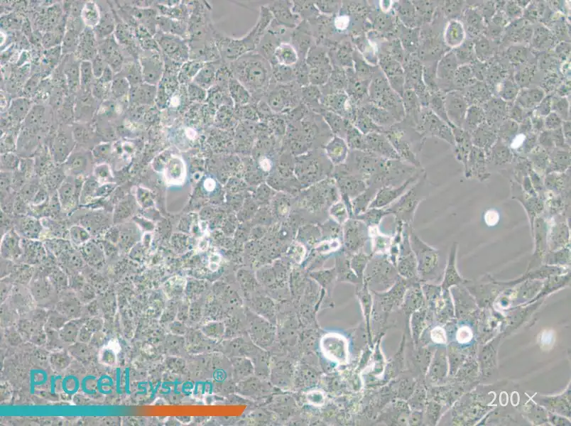 MH7A Cell Complete Medium - 6