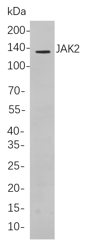 Recombinant JAK2 Monoclonal Antibody-searchlist-1