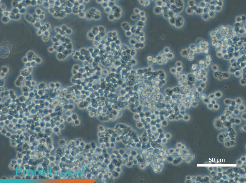GH3 Cell Complete Medium - small - 6