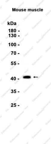Recombinant Biglycan Monoclonal Antibody - 1