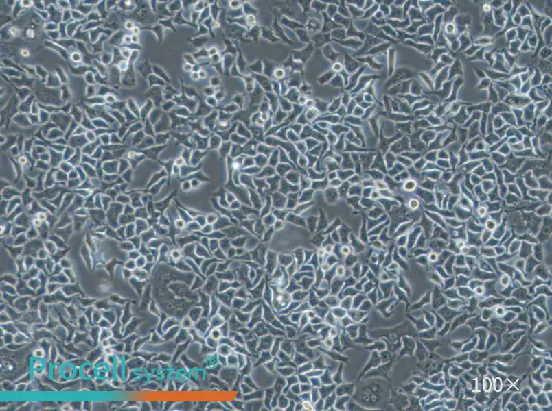 Hela S3 Cell Complete Medium - 2