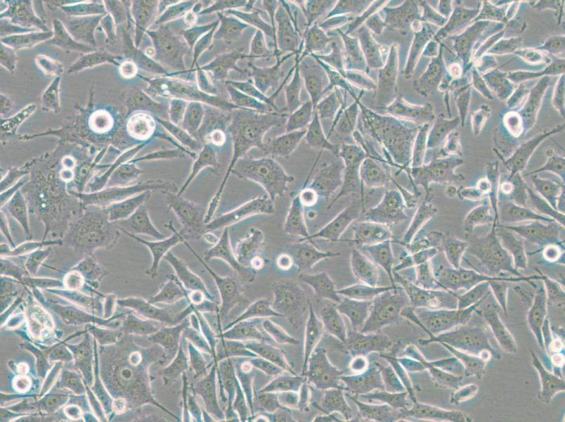 PC-3-RFP Cell Complete Medium - small - 7