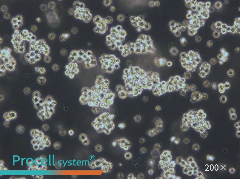 Akata Cell Complete Medium - 4