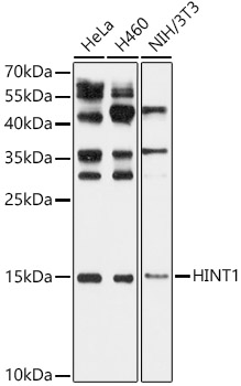 Western blot analysis of various lysates using HINT1 Polyclonal Antibody at 1:1000 dilution.