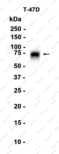 Recombinant B7-H4 Monoclonal Antibody - 1