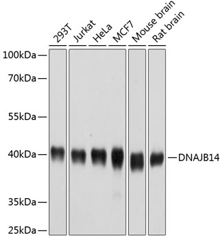 Western blot analysis of extracts of various cell lines using DNAJB14 Polyclonal Antibody at 1:1000 dilution.