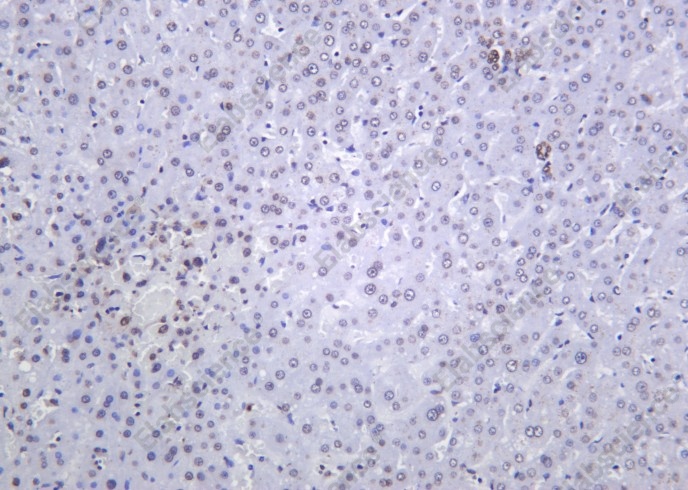 Recombinant Histone H4 (Tri Methyl Lys20) Monoclonal Antibody - 1