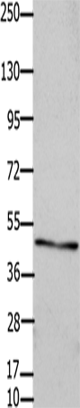 Western Blot analysis of OP9 cell using Connexin 47 Polyclonal Antibody at dilution of 1:450