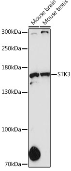 Western blot analysis of extracts of various cell lines using STK36 Polyclonal Antibody at 1:1000 dilution.