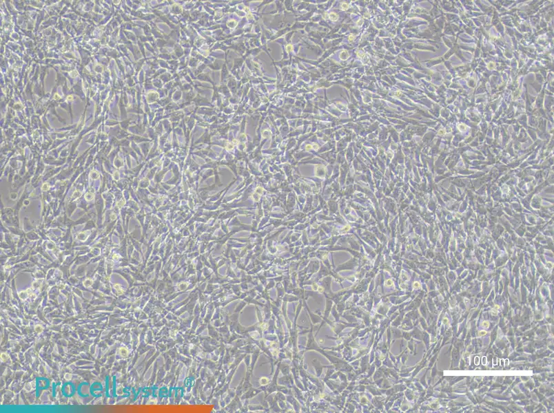 TM4 Cell Complete Medium - 3