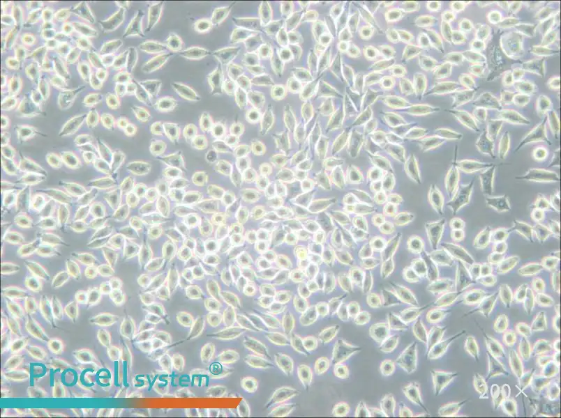 A9 Cell Complete Medium - 6