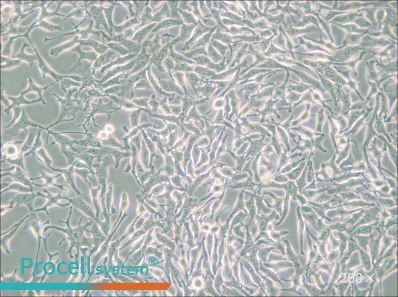 B16 Cell Complete Medium - small - 4