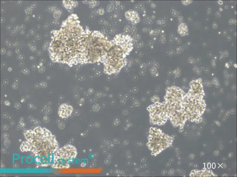 OCI-Ly3 Cell Complete Medium - 1