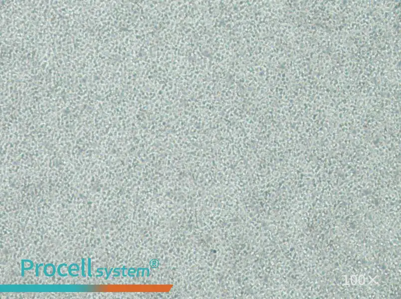 C1498-LUC Cell Complete Medium - 1