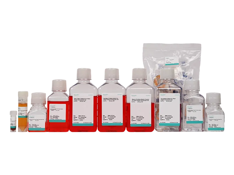 Mouse Hepatic Parenchymal Cells Isolation and Culture Kit - small - 3