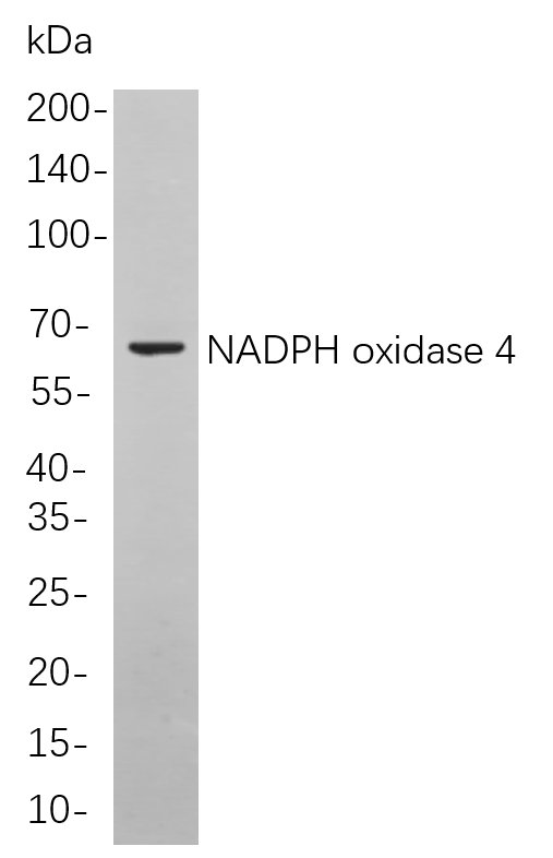 Recombinant NADPH oxidase 4 Monoclonal Antibody-searchlist-1