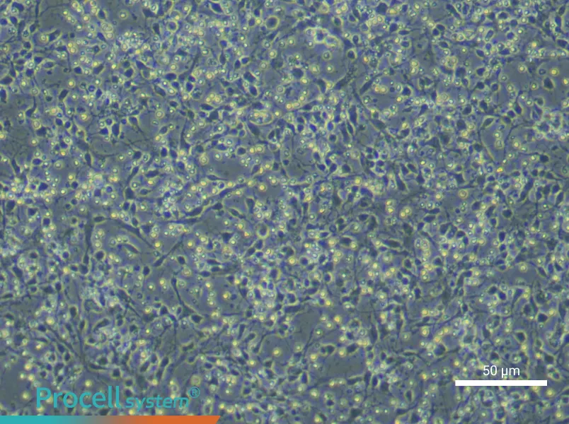 Mouse Dopamine Neuron Complete Medium - small - 4