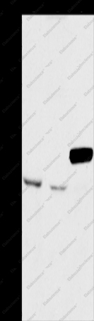 ARMCX3 Polyclonal Antibody - 1