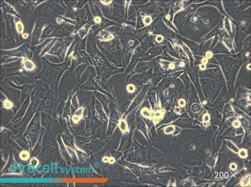 Malme-3M Cell Complete Medium - 4