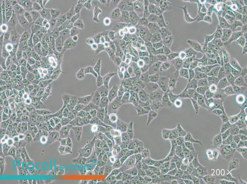 CAL 27 Cell Complete Medium - small - 6