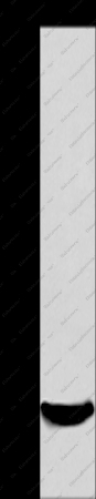 AIF1 Polyclonal Antibody - 1