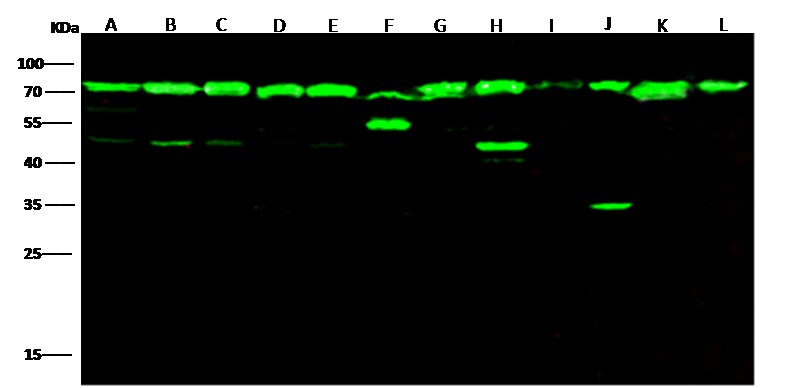 Recombinant HSP70/HSPA1A Monoclonal Antibody - small - 5