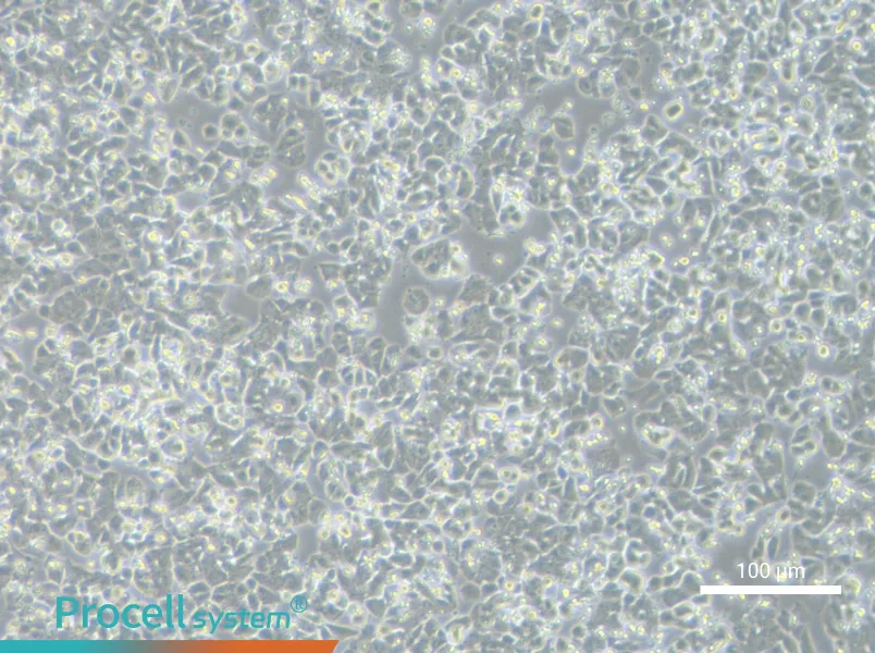 NCI-H1048NCI-H1048 - 2