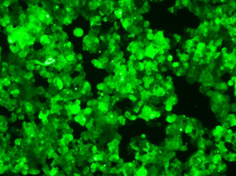 MCF-7-GFP Cell Complete Medium-searchlist-1