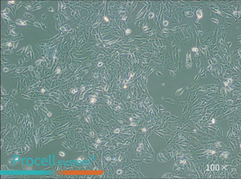 NCI-H647 Cell Complete Medium - 1