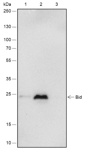 Recombinant Bid Monoclonal Antibody - small - 5