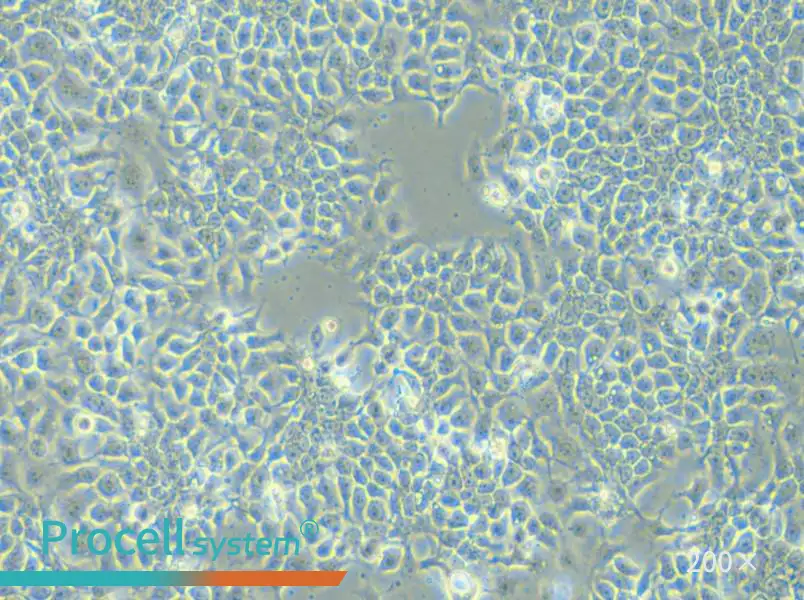 KYSE-180 Cell Complete Medium - 6