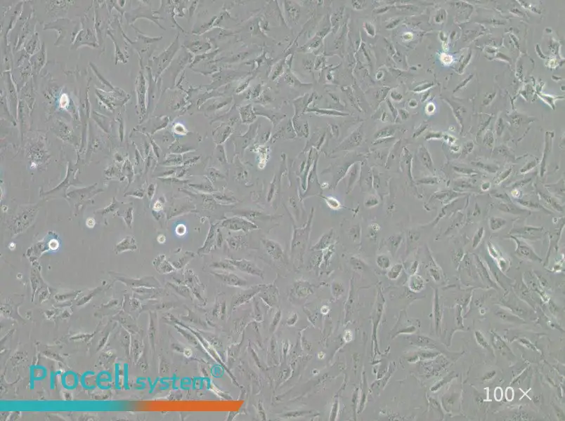 JHH-6 Cell Complete MediumJHH-6 Cell Complete Medium - 2
