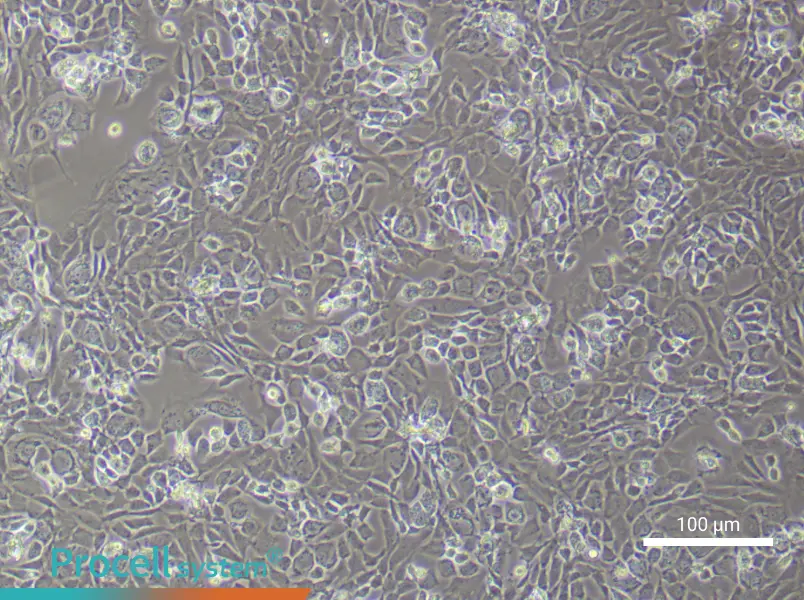 Rat Epiphyseal Chondrocyte Complete Medium - 1