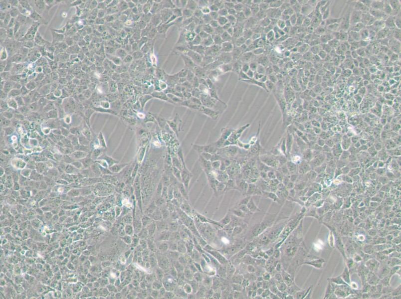 MH7A Cell Complete Medium - 3