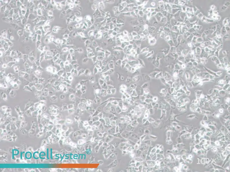 NCI-H23 Cell Complete Medium - 3