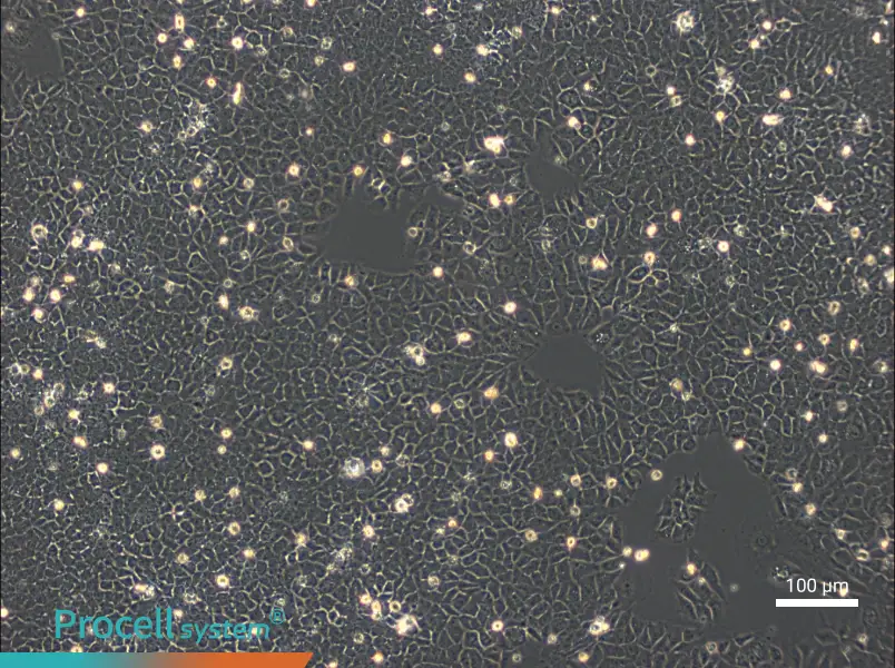 BRL Cell Complete Medium - 1