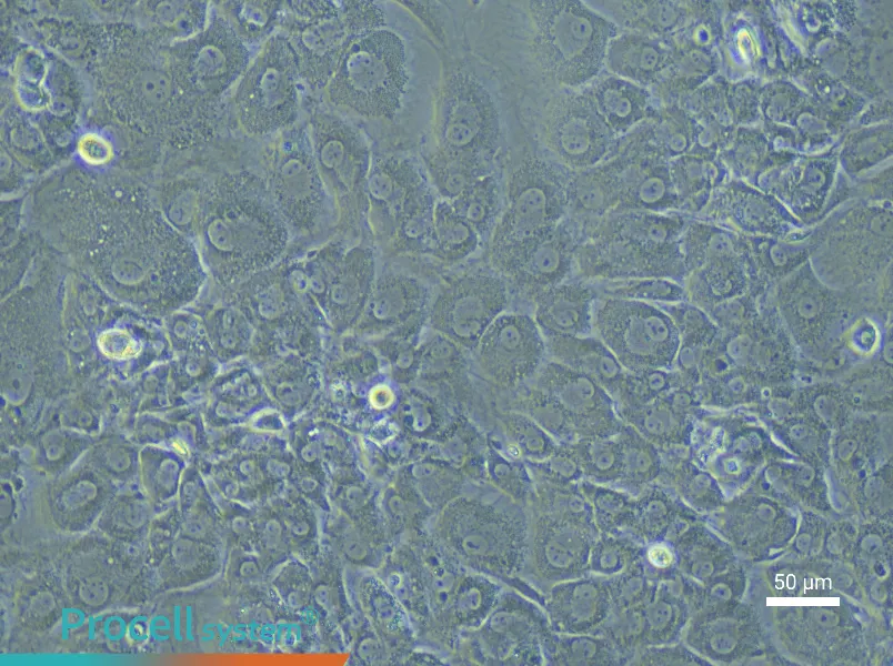 Rat Acetabular Chondrocyte Complete Medium - 6