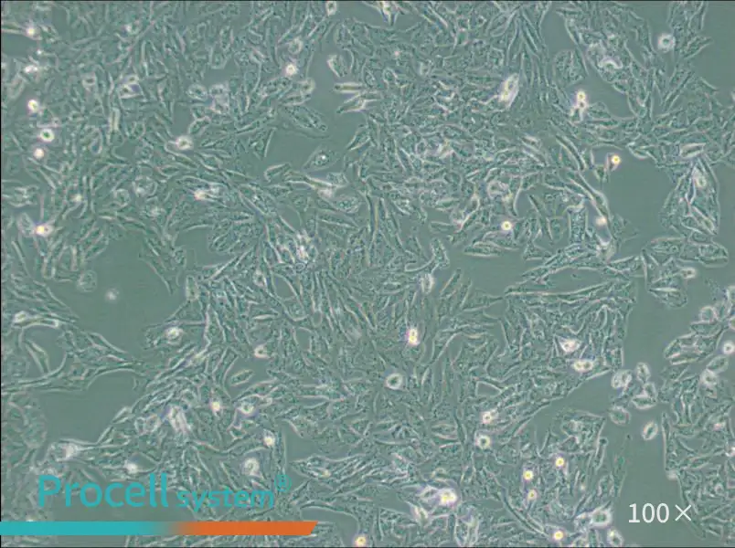 NCI-H647 Cell Complete MediumNCI-H647 Cell Complete Medium - 3