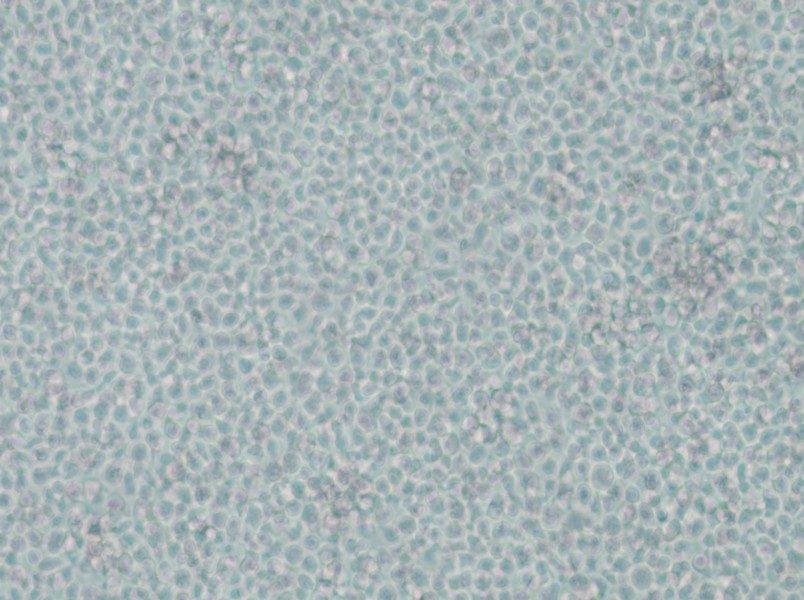 IM-9 Cell Complete Medium - 6