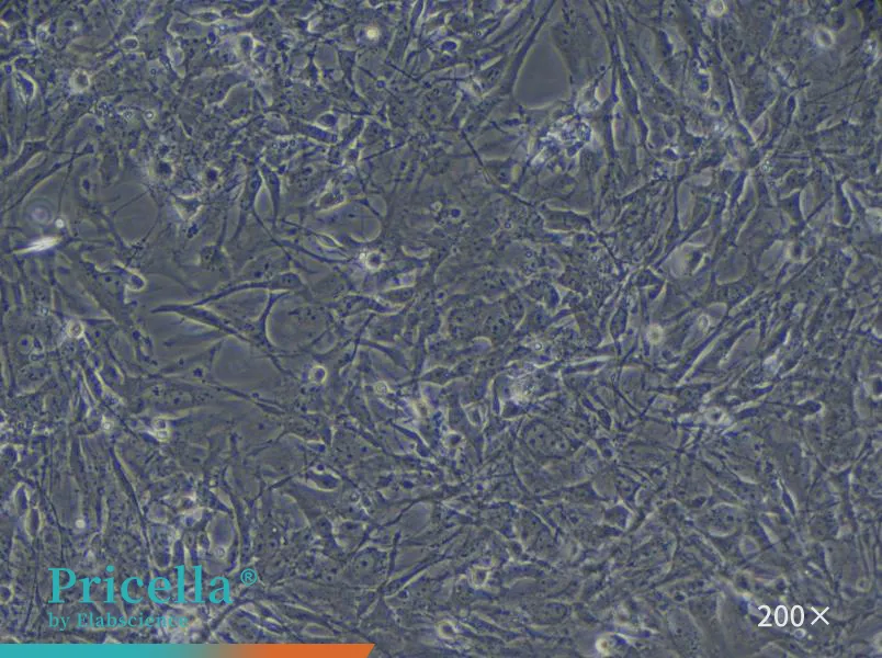 Mouse Astrocyte Cells Isolation and Culture Kit - small - 5