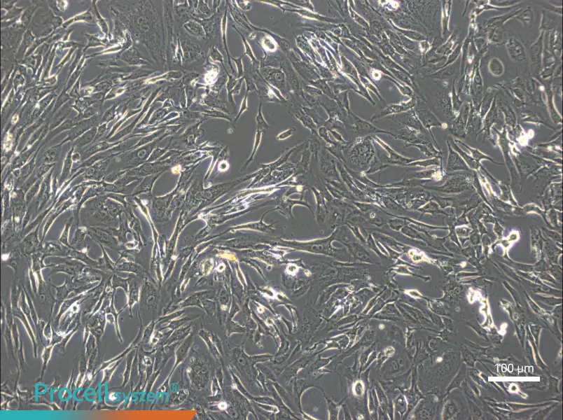 FRhK-4 Cell Complete Medium - 2