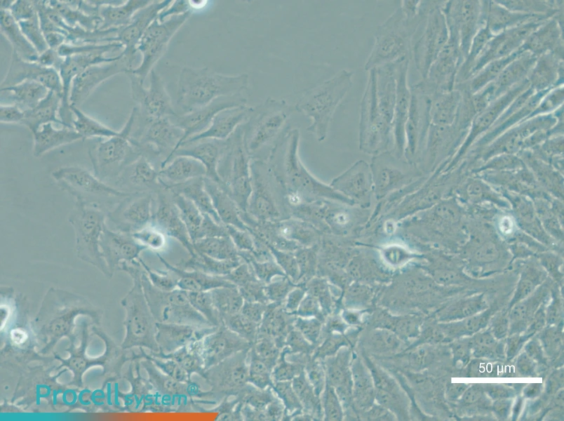 Hela - 4